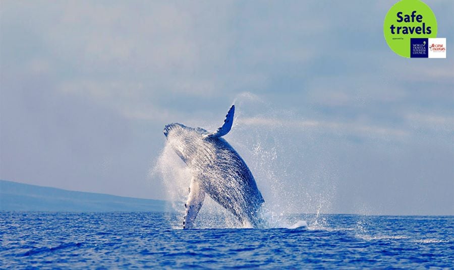 Fall Whale Watching on Monterey Bay
