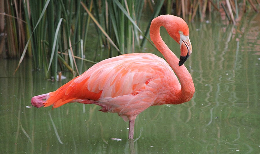 Celebrate Earth Month with Hot Pink Flamingos