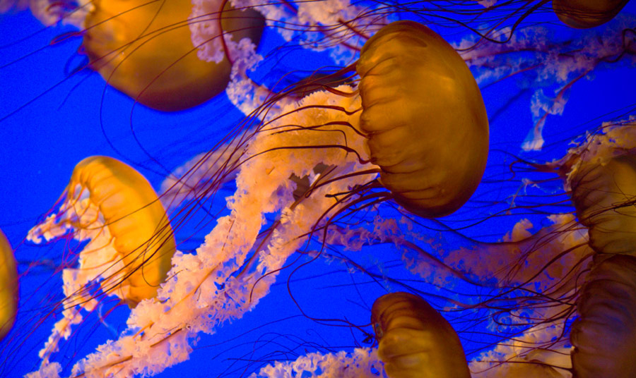 New Jellies Exhibit at the Monterey Bay Aquarium