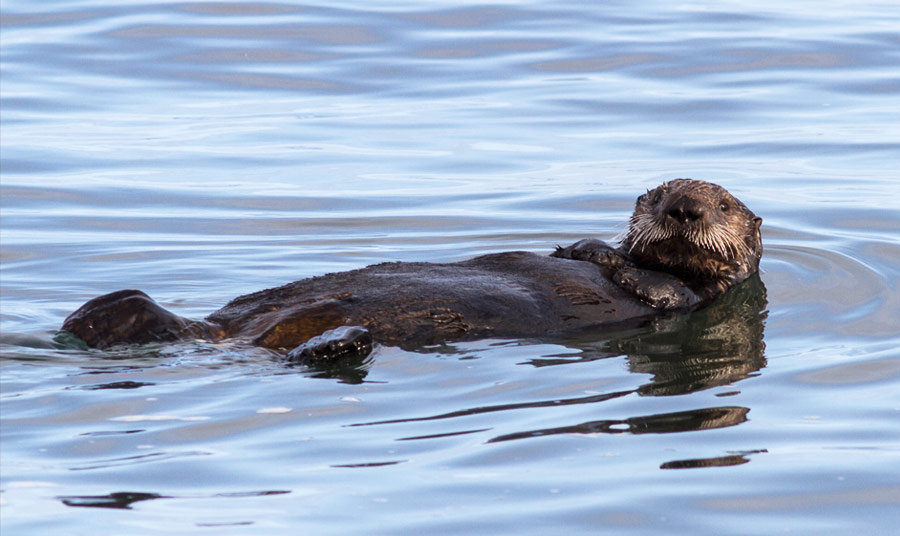 Sea Otters at the Monterey Bay Aquarium