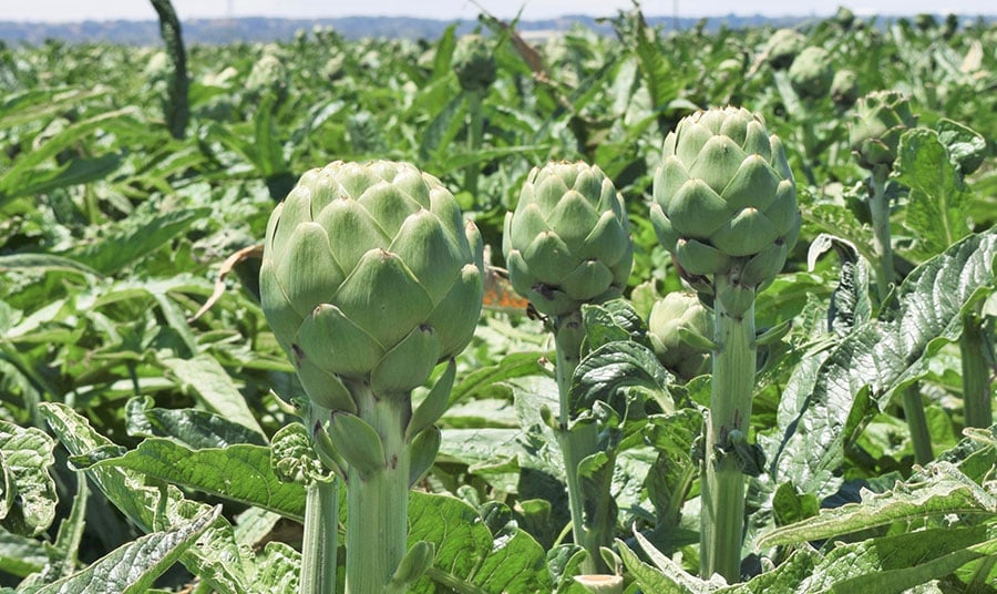 Thistles can be fun! the 51st Castroville Artichoke Fest is May 15 & 16